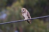 Kula Owl---- _5